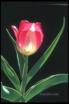  realistic Oil Painting - xsh0216b realistic flower photographic